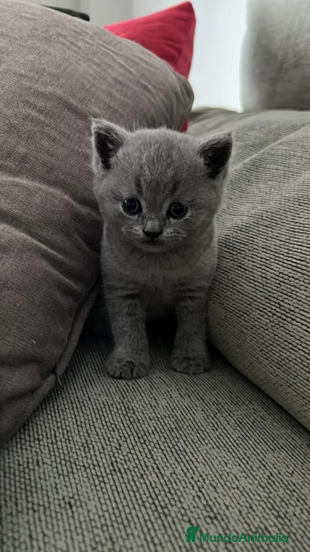 Británico de Pelo Corto Azul gatos en venta: BRITISH - Anuncio 1