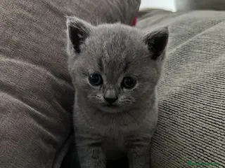 Británico de Pelo Corto Azul gatos BRITISH - Anuncio 5