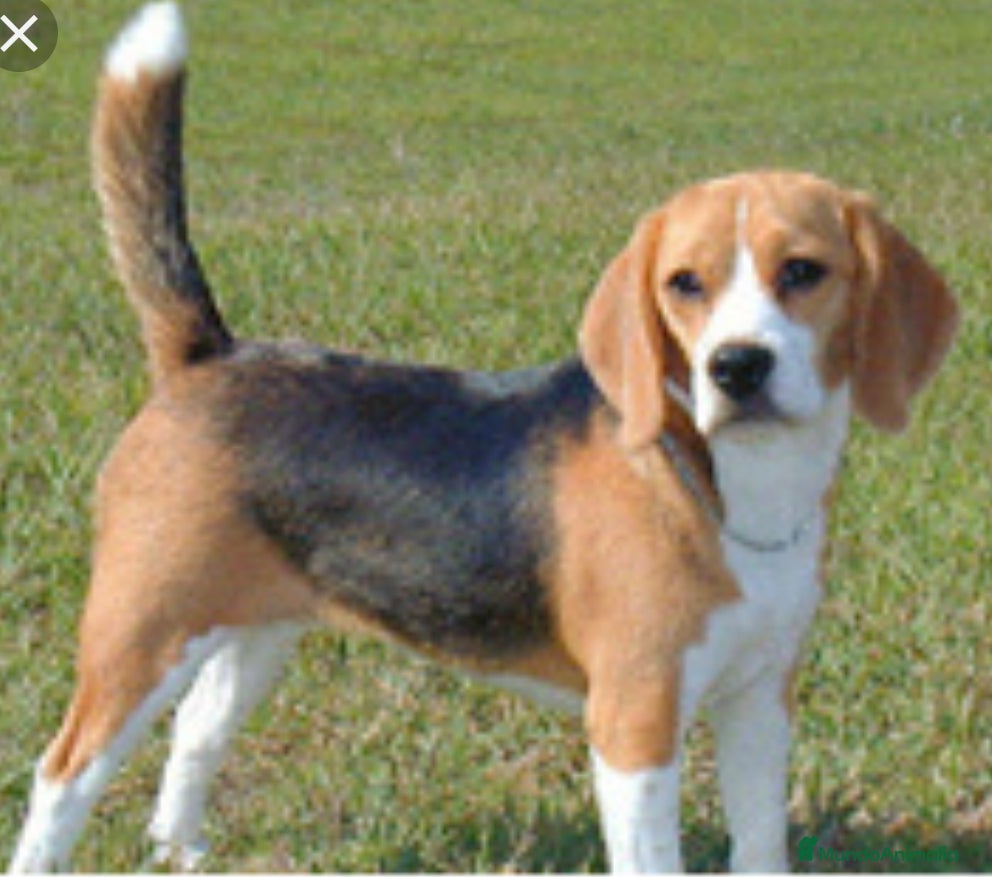 Beagle perros Beagle - Anuncio 1