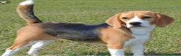Beagle perros en venta: Beagle - Anuncio 1
