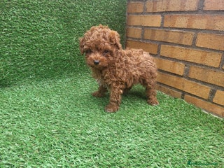 Caniche Toy perros en Barcelona - Anuncio 11