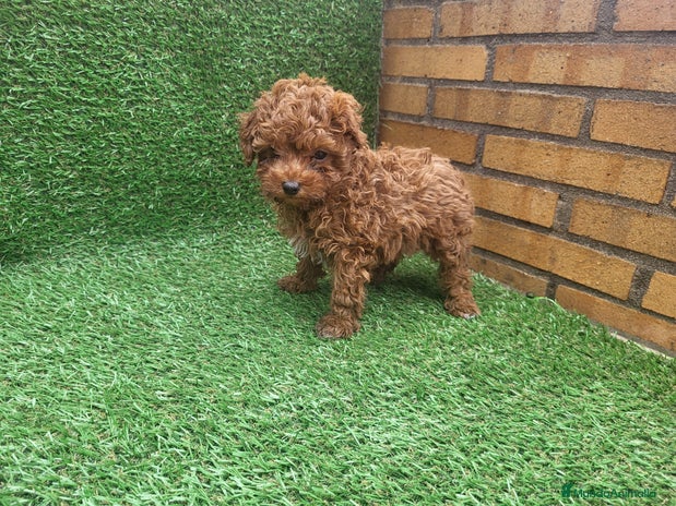 Caniche Toy perros en Barcelona - Anuncio 6