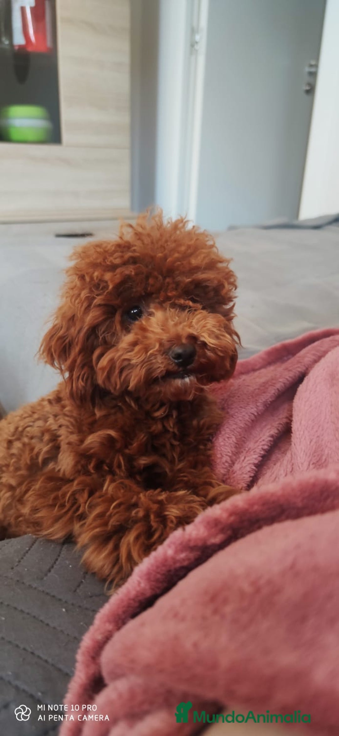 Caniche Toy perros en venta: Caniches  - Anuncio 1