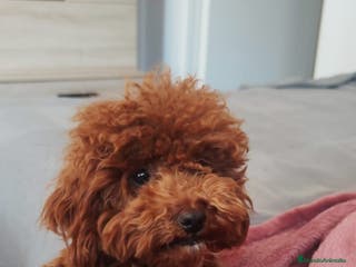 Caniche Toy perros Caniches - Anuncio 31