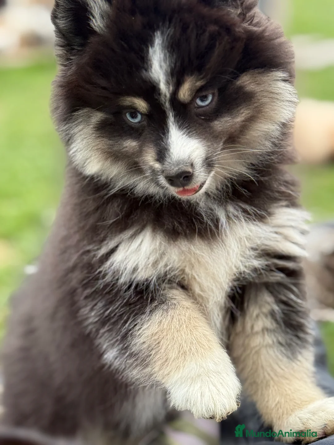 Pomsky perros en venta: Pomsky F5 - Anuncio 1