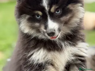 Pomsky perros Pomsky F5 - Anuncio 22