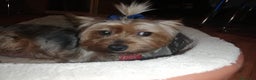 Yorkshire Terrier perros en venta: Yorkshire terrier  - Anuncio 7