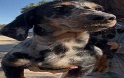 Teckel Miniatura perros en venta: Cachorros de Teckel  - Imagen 1