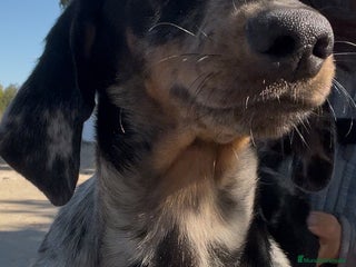 Teckel Miniatura perros - Anuncio 2