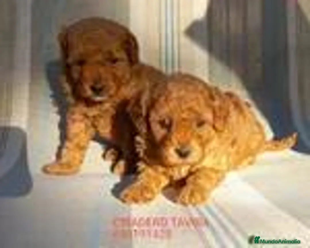 Caniche Toy perros en venta: Poodle Toy Caniche rojo en Sevilla - Anuncio 2