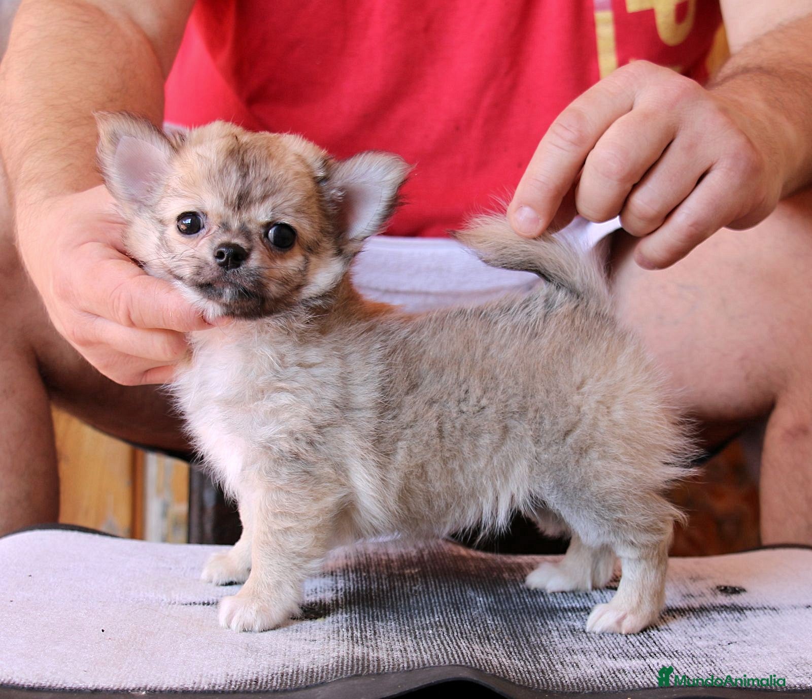 Chihuahua perros en venta: Macho de pelo largo - Anuncio 2