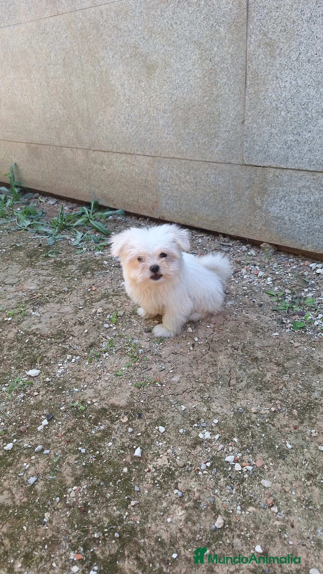 Bichón Maltés perros en venta: Bichón maltés  - Anuncio 2