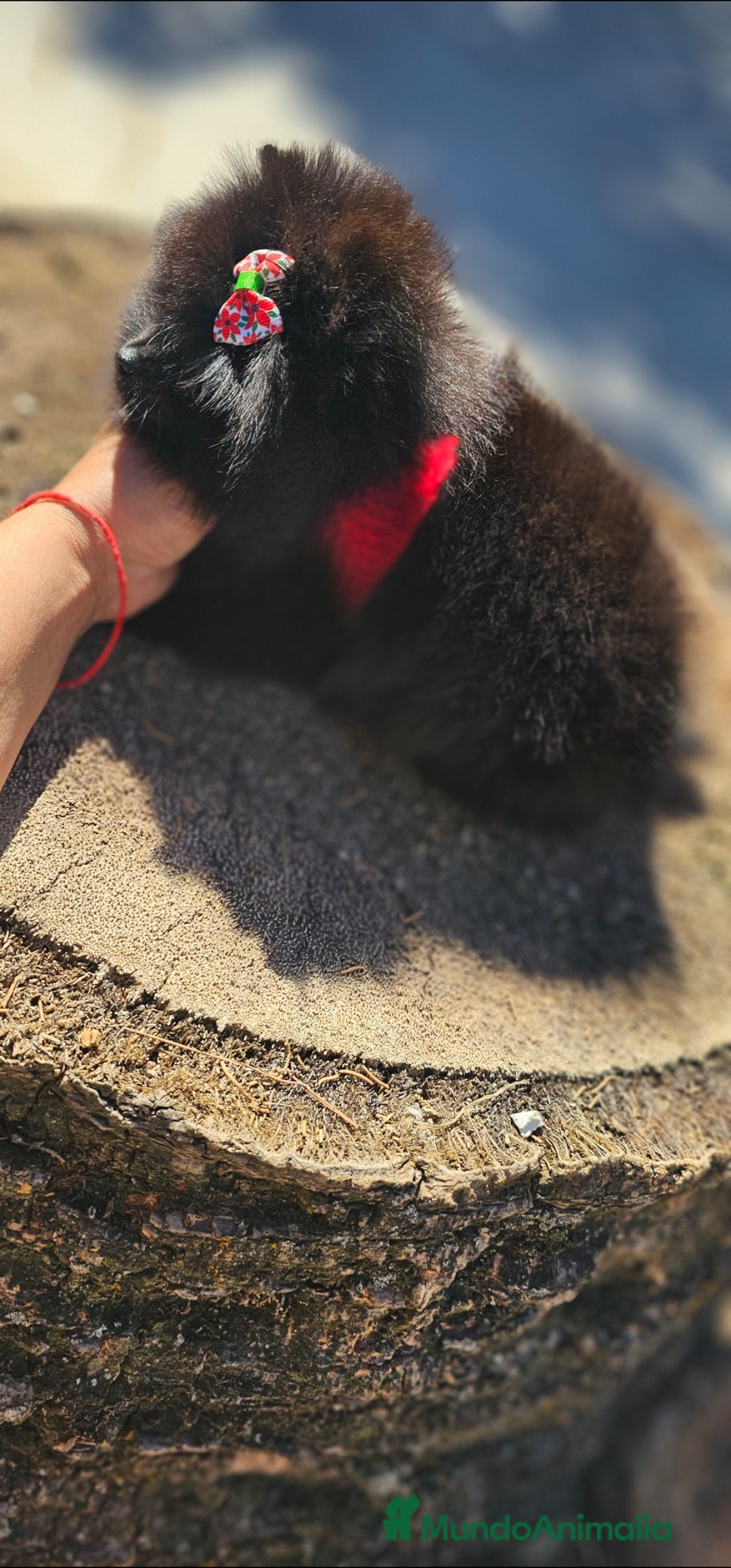 Pomerania perros en venta: Pomerania hembra - Imagen 7