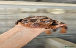 Teckel perros en venta: Teckel miniatura  - Anuncio 1