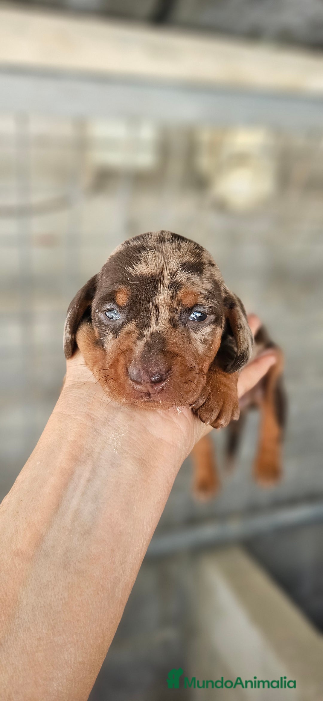 Teckel perros en venta: Teckel miniatura  - Anuncio 1