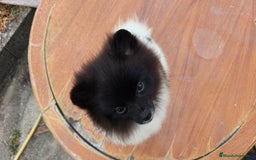Pomerania perros en venta: Se venden dos femias Lulu de pomerania  - Imagen 3
