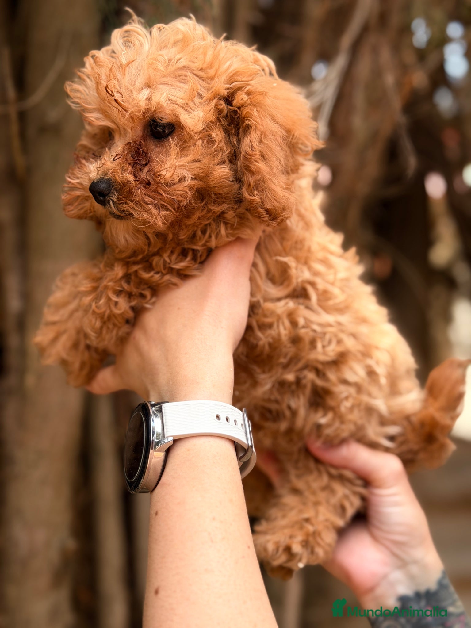 Caniche Toy perros en venta: Caniche Toy hembra  - Anuncio 2