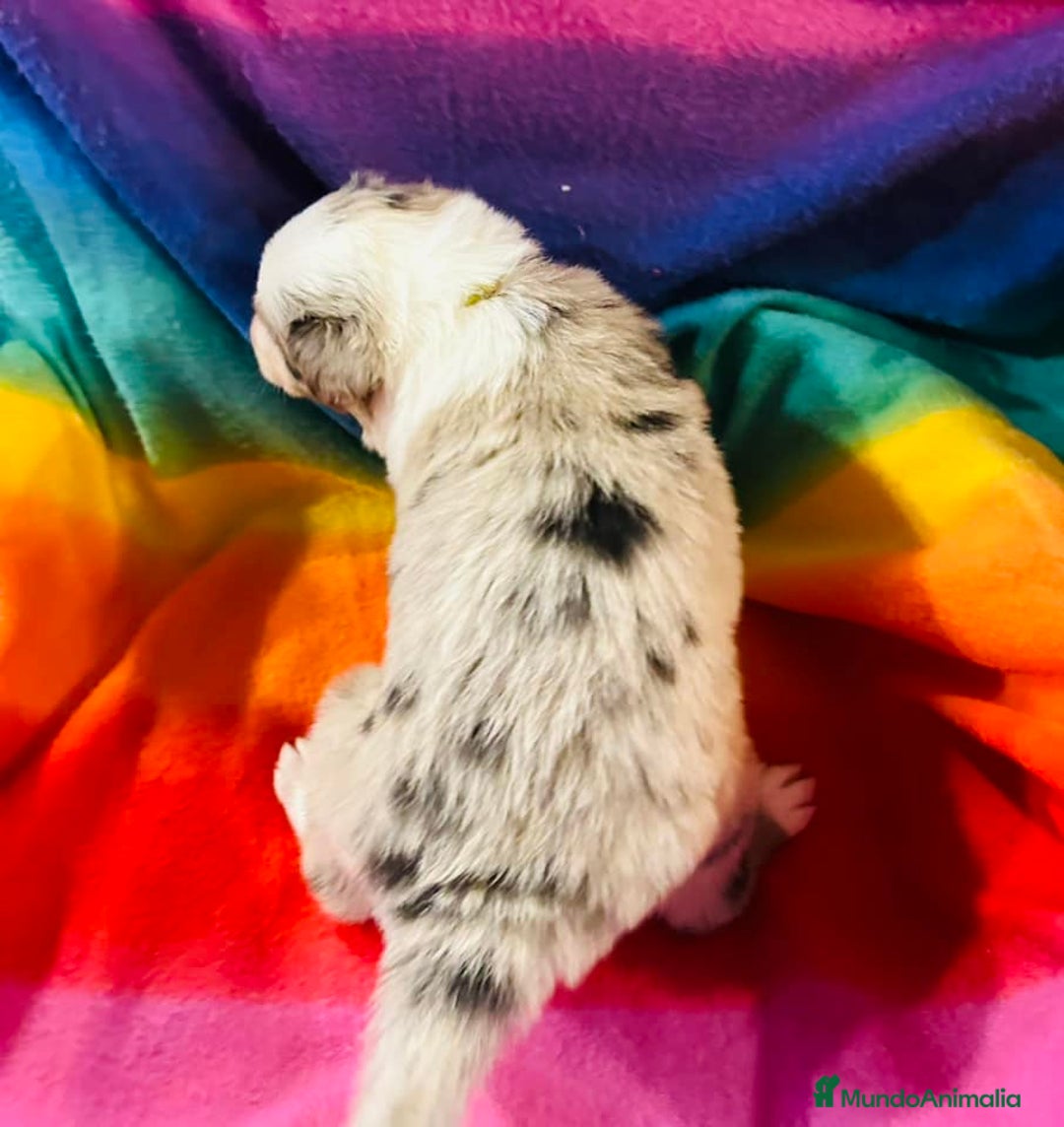 Border Collie perros en venta: Border collie bebes  - Anuncio 3