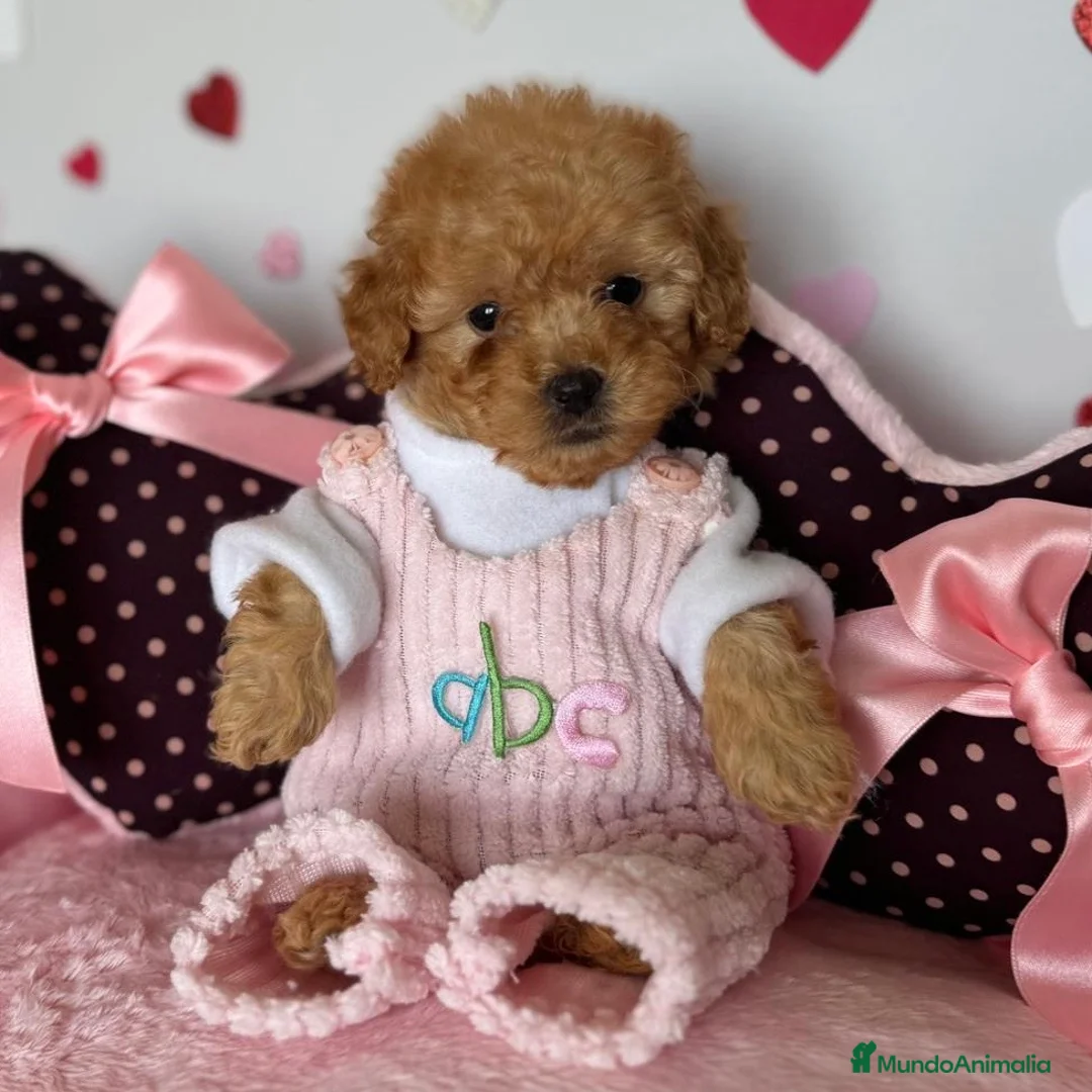 Caniche Enano perros en venta: Caniche MiniToy - Anuncio 2