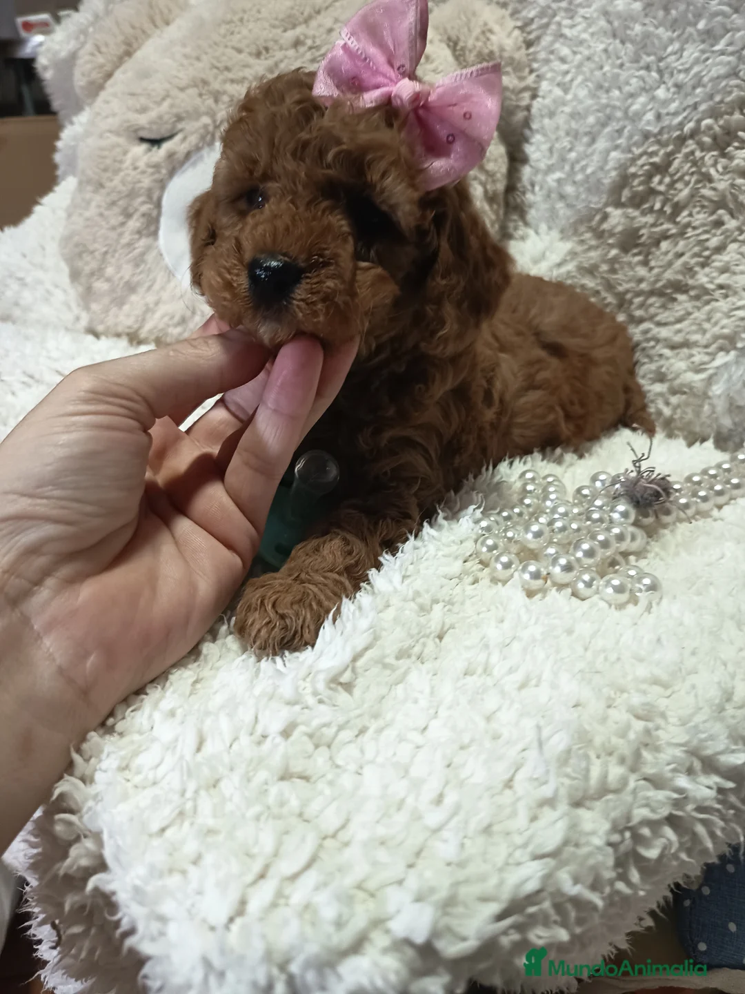 Caniche Toy perros en venta: Machos caniche toy y  enano rojos pimienton - Anuncio 4