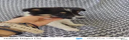 Collie de Pelo Largo perros en venta: Rough collie  - Anuncio 5