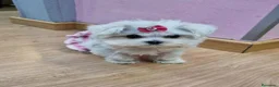 Bichón Maltés perros en venta: Bichón Maltés - Anuncio 6
