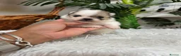 Pomerania perros en venta: POMERANIA - Anuncio 5