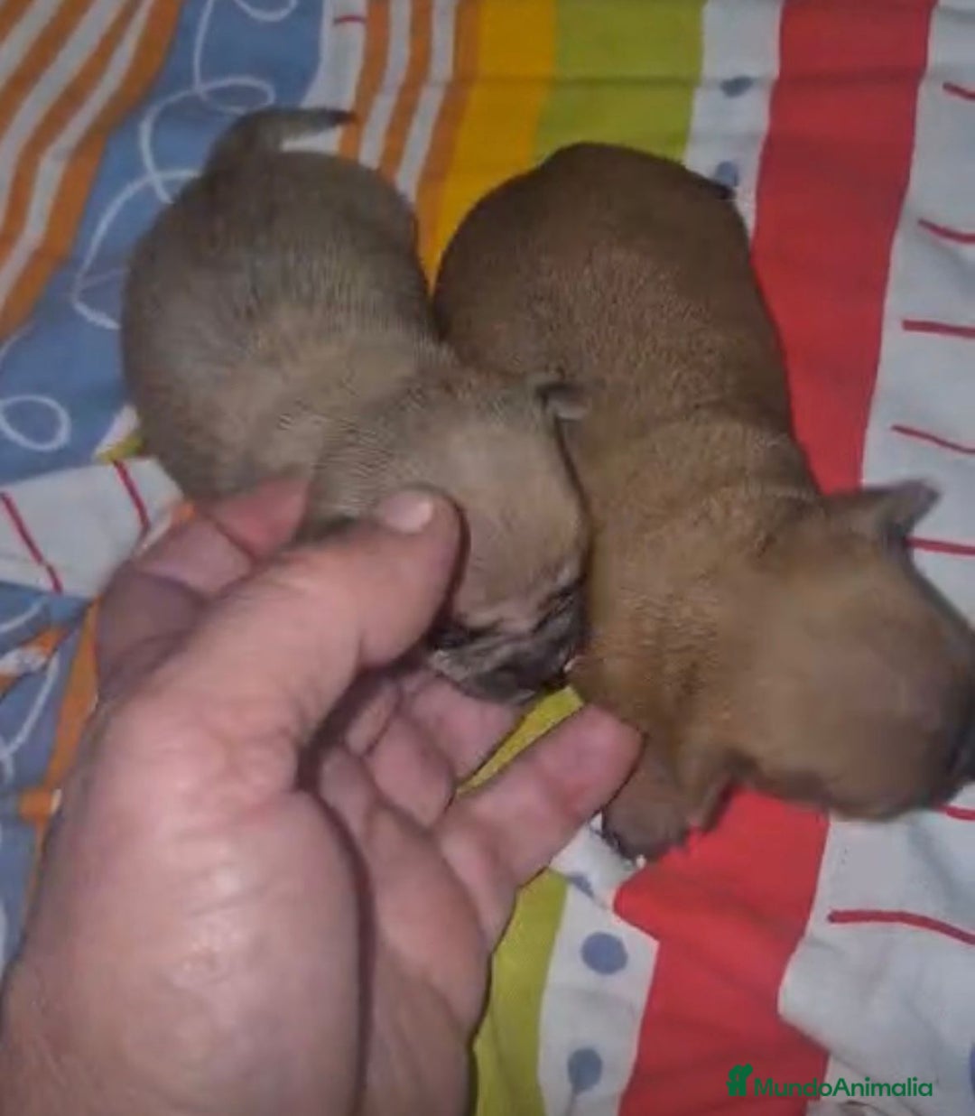 Chihuahua perros en venta: Chihuahua mini color ciervo - Anuncio 5