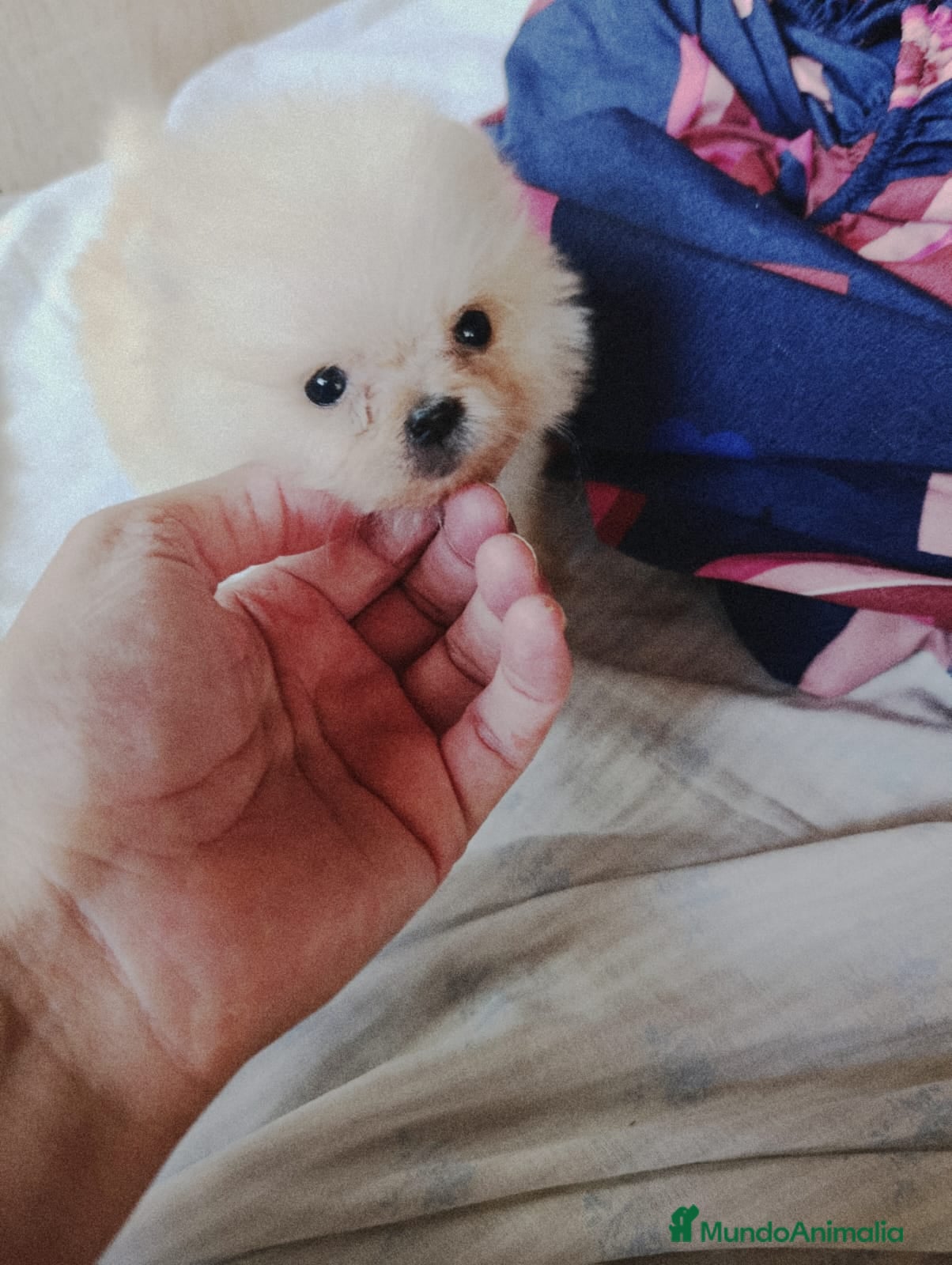 Pomerania perros Pomerania toy ositos  - Anuncio 4