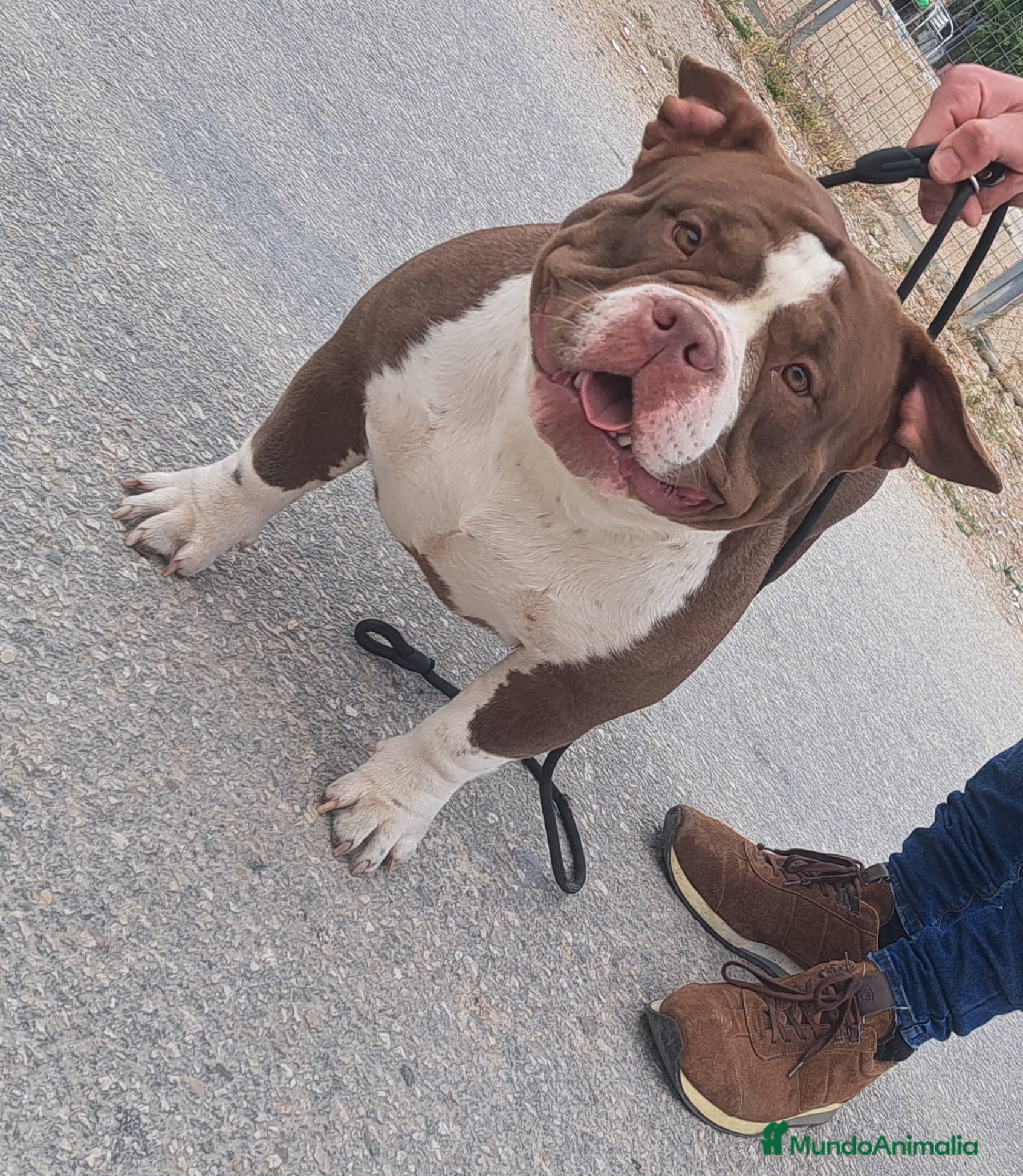 American Bully perros American bully exotic  - Anuncio 1