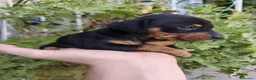 Pinscher Miniatura perros en venta: PINCHER EXCLUSIVOS. - Anuncio 3