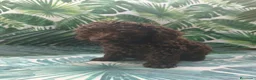 Perro de Agua Español perros en venta: Cachorros pda en Salamanca - Anuncio 9