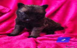 Pastor Belga Malinois perros en venta: Malinoi - Imagen 3