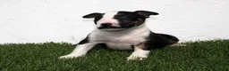 Bull Terrier perros en venta: Bull Terrier  - Anuncio 9