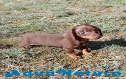 Teckel Miniatura perros en venta: Teckel Macho 3 de Lena AQUANATURA - Imagen 3