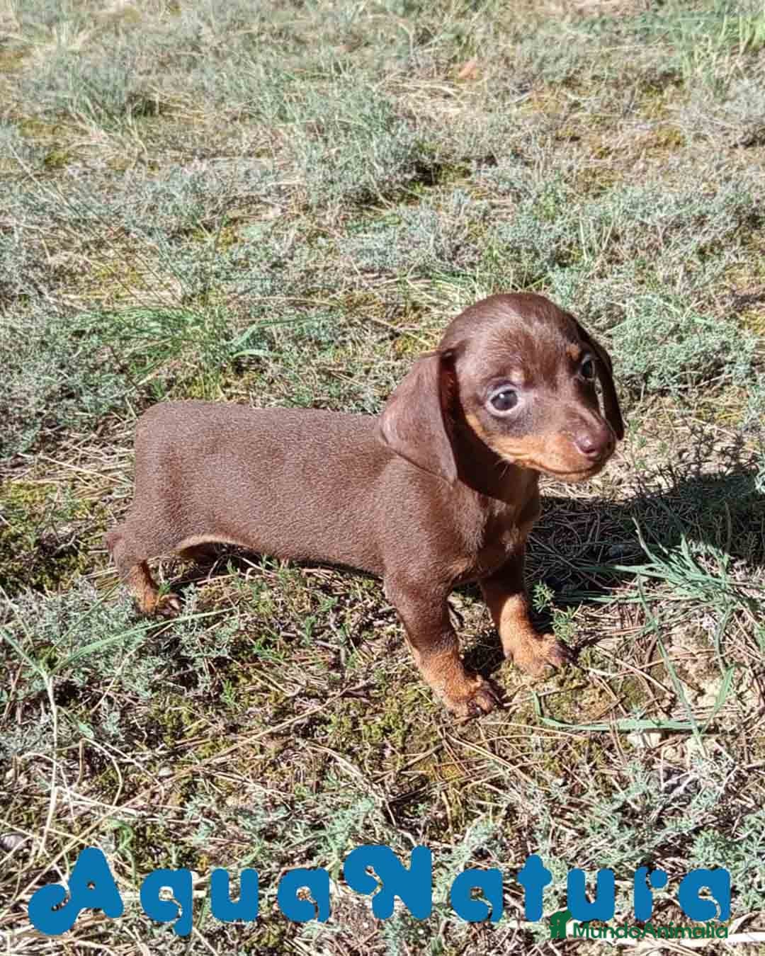 Teckel Miniatura perros en venta: Teckel Macho 3 de Lena AQUANATURA - Imagen 3