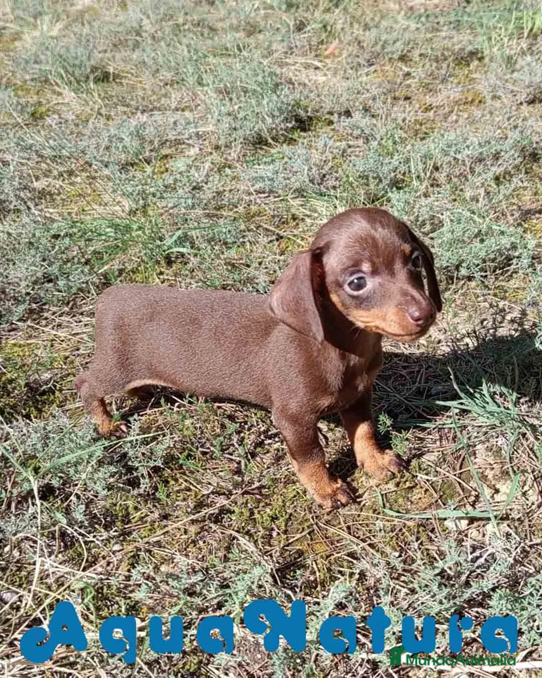 Teckel Miniatura perros en venta: Teckel Macho 3 de Lena AQUANATURA - Anuncio 3