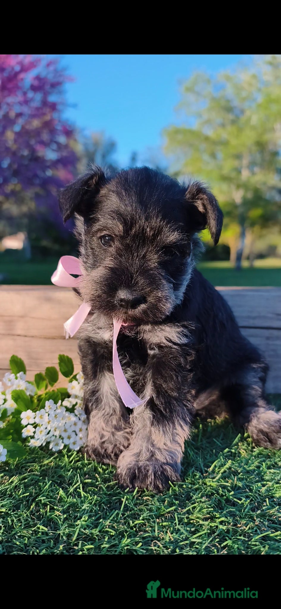 Schnauzer Miniatura perros Preciosa camada schnauzer mini sal y pimienta ❤️  - Anuncio 1