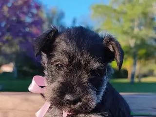 Schnauzer Miniatura perros Preciosa camada schnauzer mini sal y pimienta ❤️ - Anuncio 1