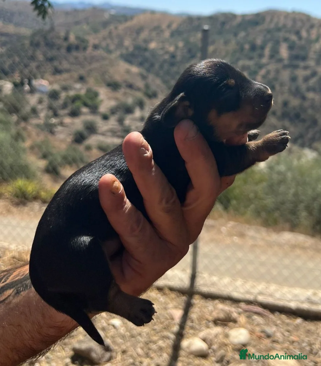 Teckel Miniatura perros en venta: Teckel kaninchen  - Anuncio 9