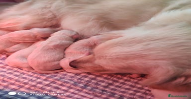 Golden Retriever perros - Propaganda 2