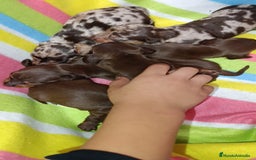 Teckel Miniatura perros en venta: Teckel kaninchen  - Imagen 3