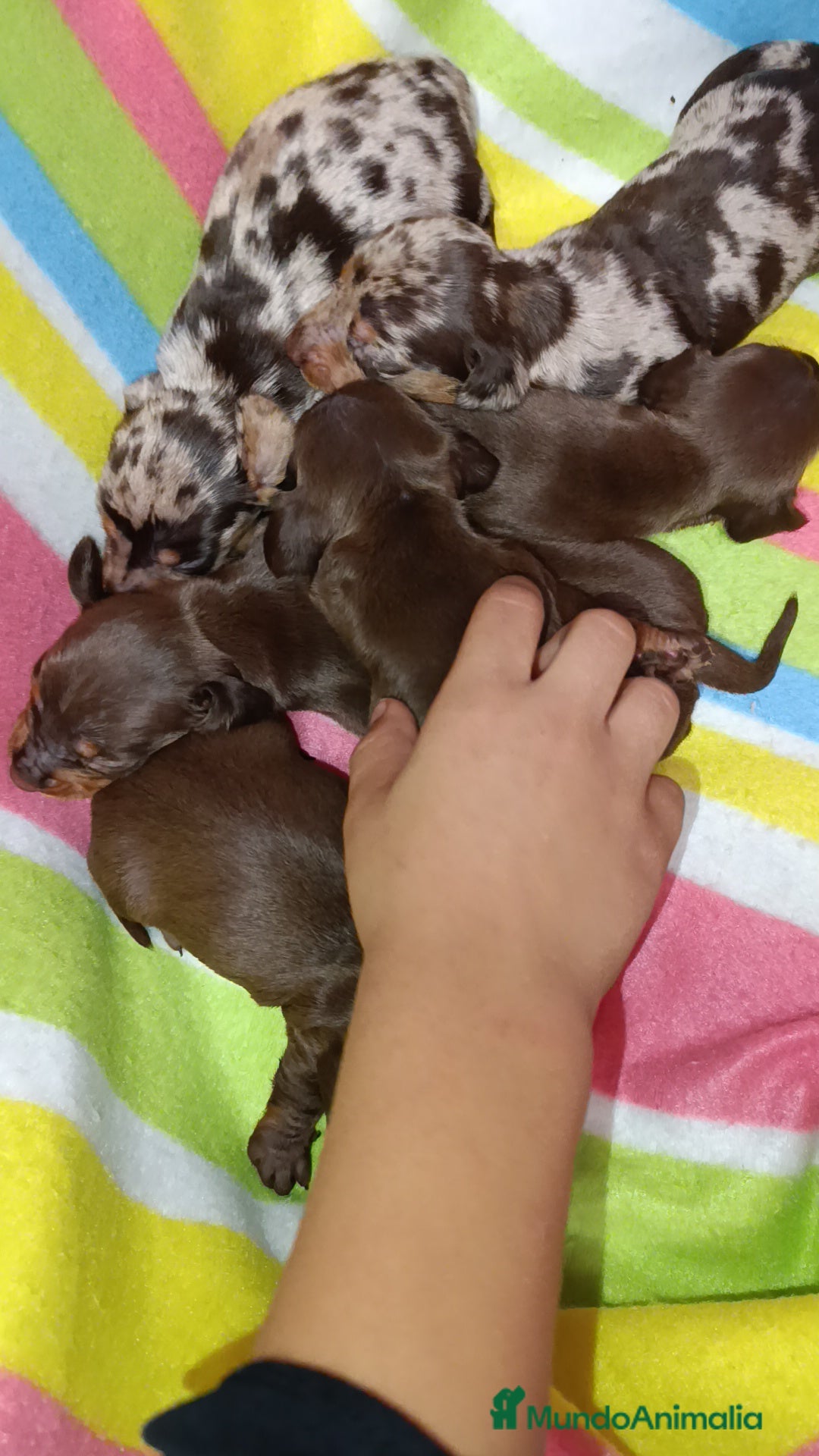 Teckel Miniatura perros en venta: Teckel kaninchen  - Imagen 3