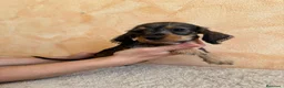 Teckel Miniatura perros en venta: Tekel minis pelo semiduro - Anuncio 3