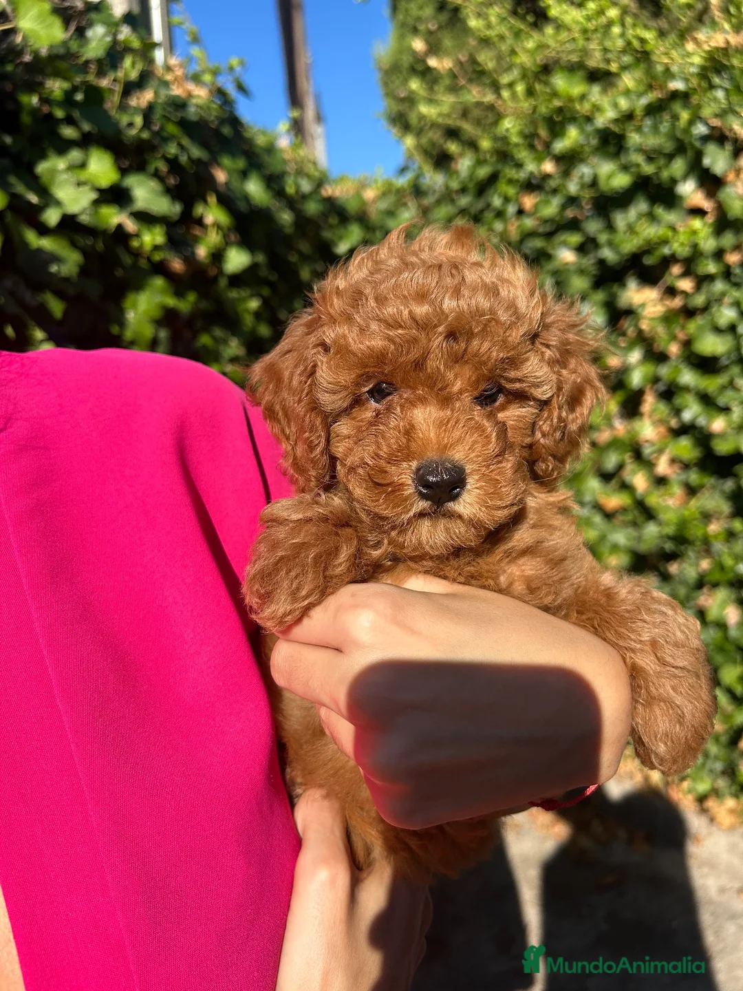 Caniche Toy perros en venta: caniche rojo  - Anuncio 1