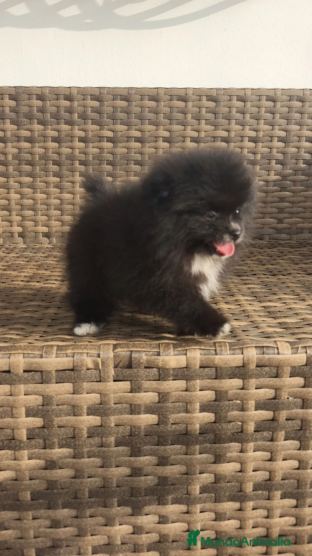 Pomerania perros en venta: Pomerania TOY Negra hembra super Mini  - Anuncio 1