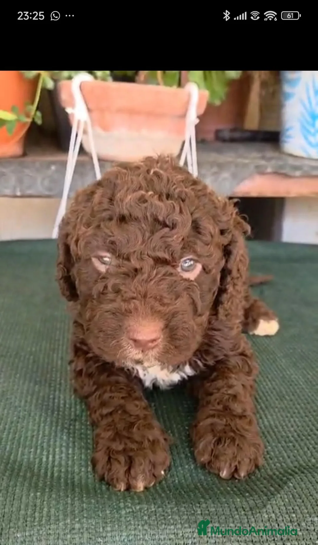 Perro de Agua Español perros en venta: MACHITOS PDAE  en Barcelona - Anuncio 1