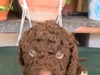 Perro de Agua Español perros MACHITOS PDAE - Anuncio 1