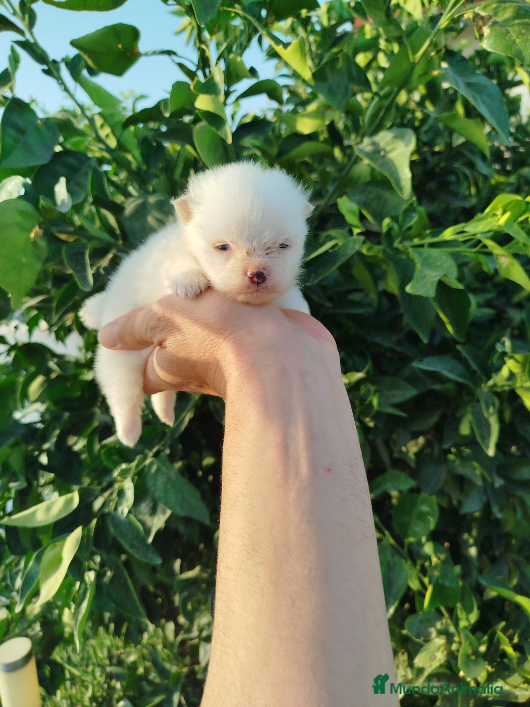 Pomerania perros en venta: Lulú de pomerania toy  - Imagen 8
