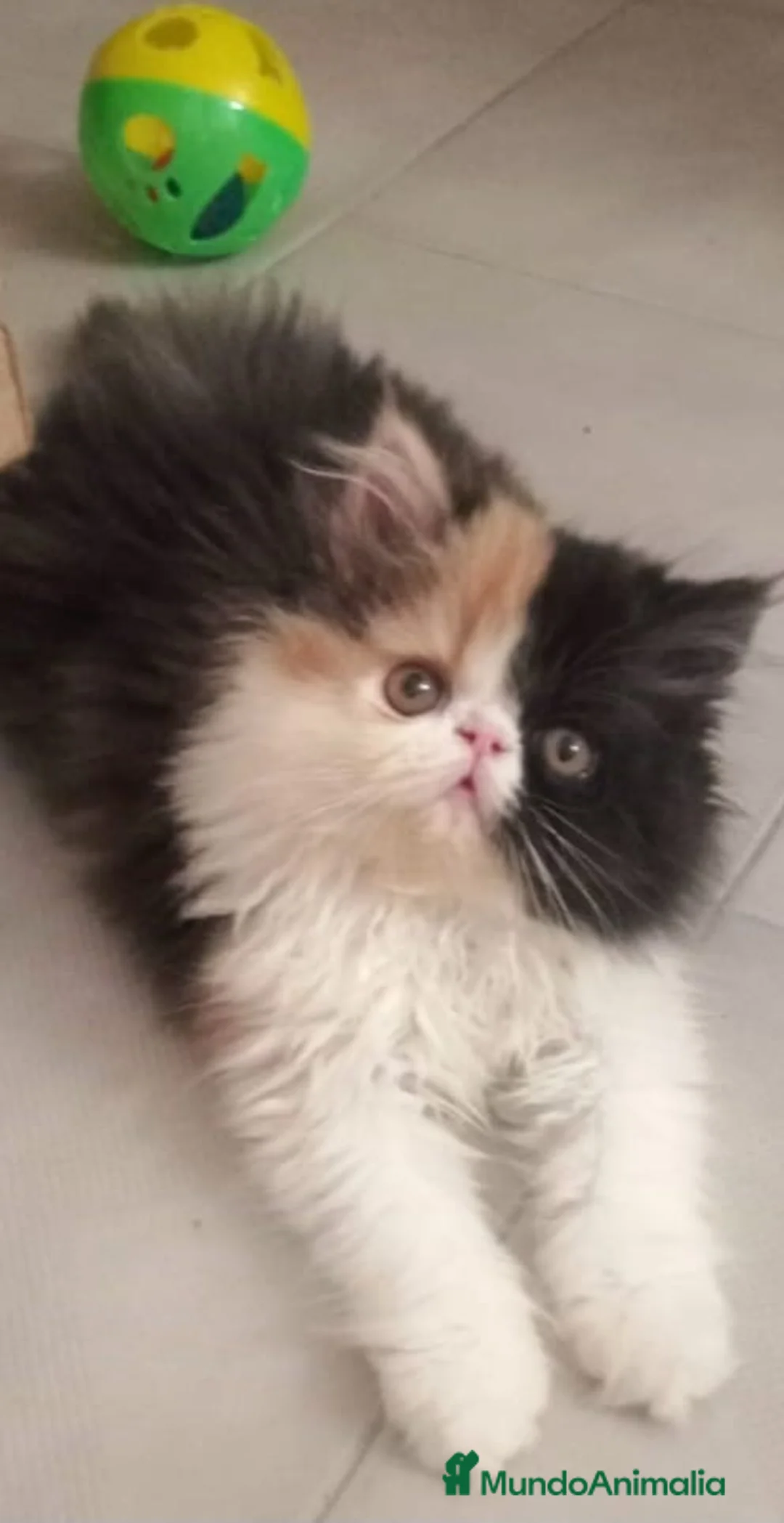 Himalayo gatos en venta: GATITOS PERSAS HIMALAYOS - Anuncio 2